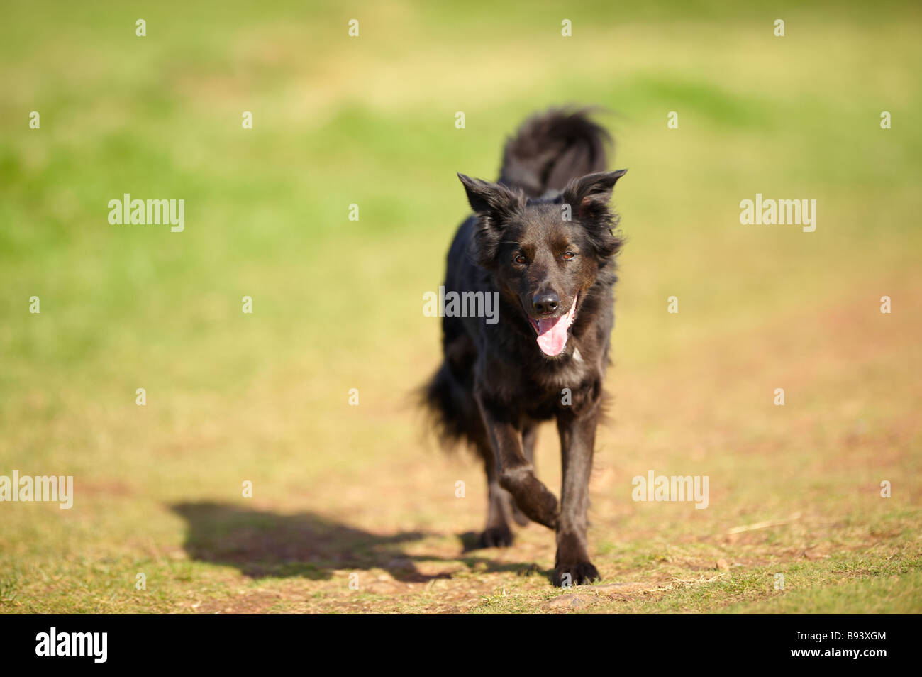 Black collie / Alsatian cross dog running with ears perked up and panting outside in sunshine Stock Photo
