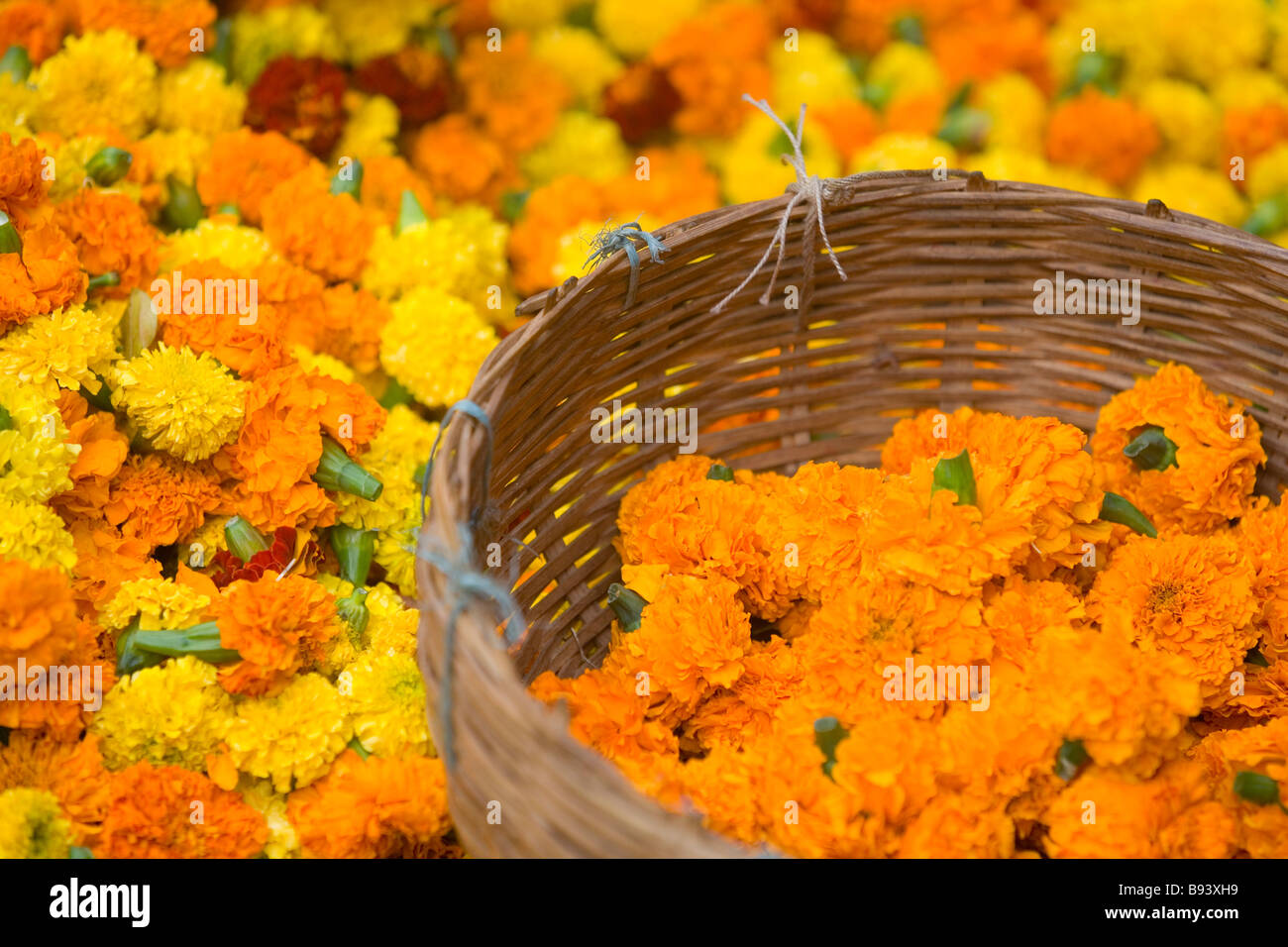 Marigold heads for sale used for Hindu Puja/holy ceremonies at the