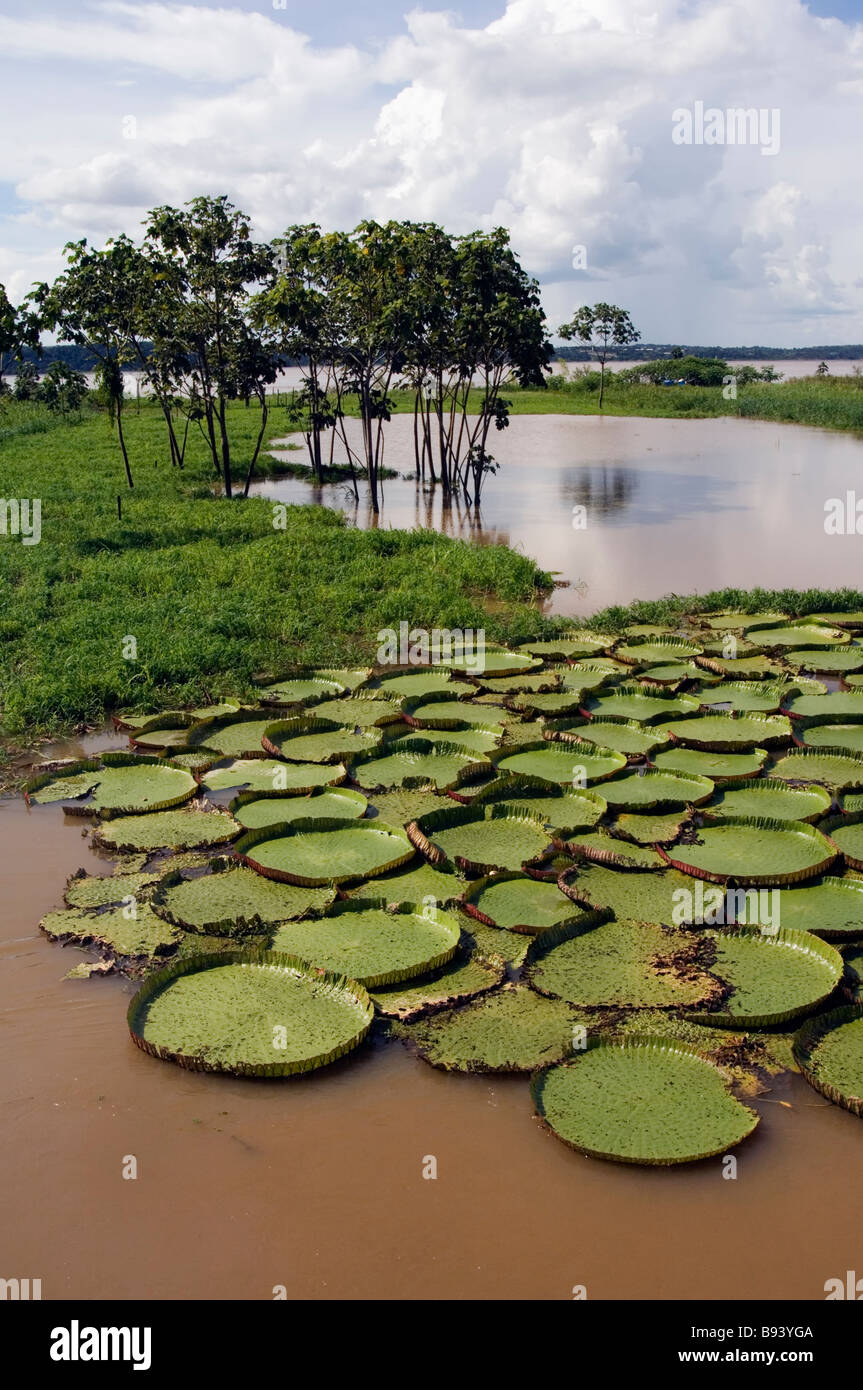 Amazonas riesenseerose hi-res stock photography and images - Alamy