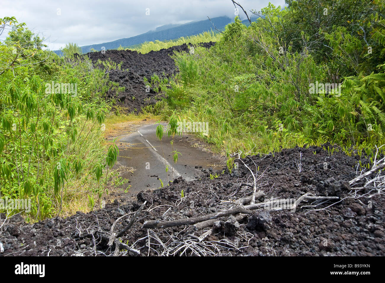 Lava vegetation hi-res stock photography and images - Alamy