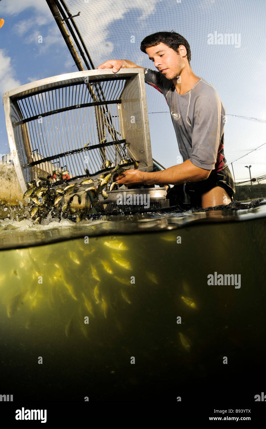 Israel Coastal Plains Kibbutz Maagan Michael Sorting the catch of the day of Carps Cyprinidae from the outdoor growing pools Stock Photo