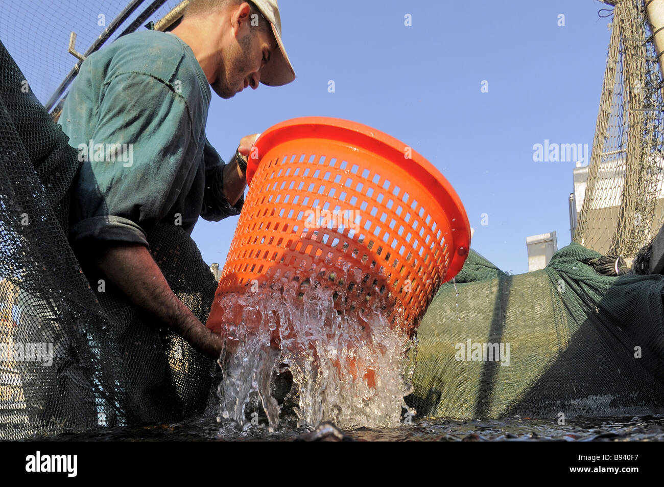 Israel Coastal Plains Kibbutz Maagan Michael Sorting the catch of the day of Carps Cyprinidae from the outdoor growing pools Stock Photo