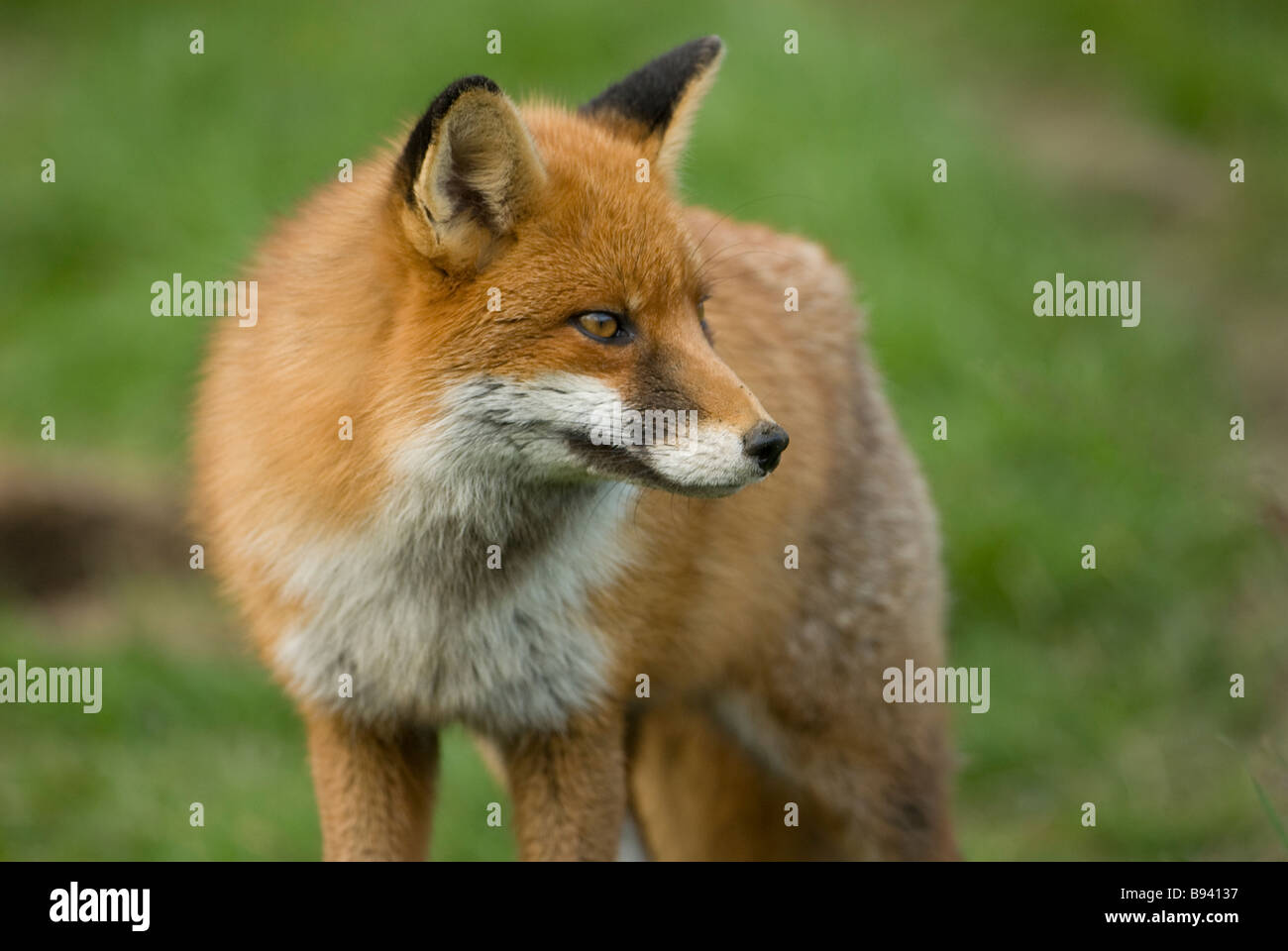 Reynard fox hi-res stock photography and images - Alamy