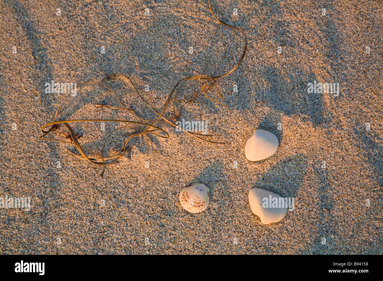 Shells lit by sunset light on the beach in Florida Stock Photo