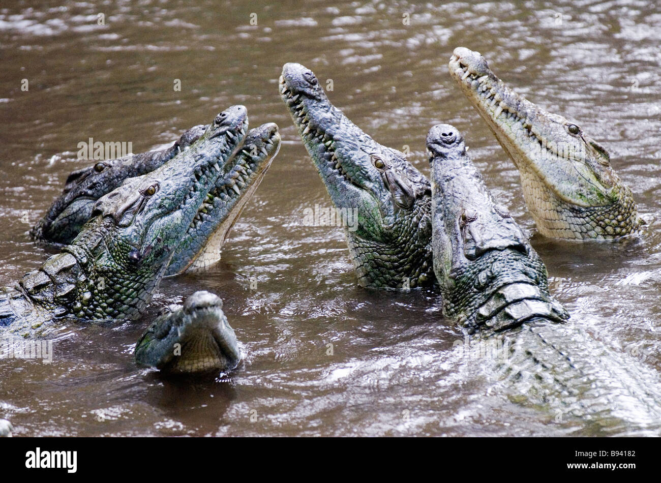 Feeding of crocodiles at Haller Park in Mombasa Kenya Stock Photo