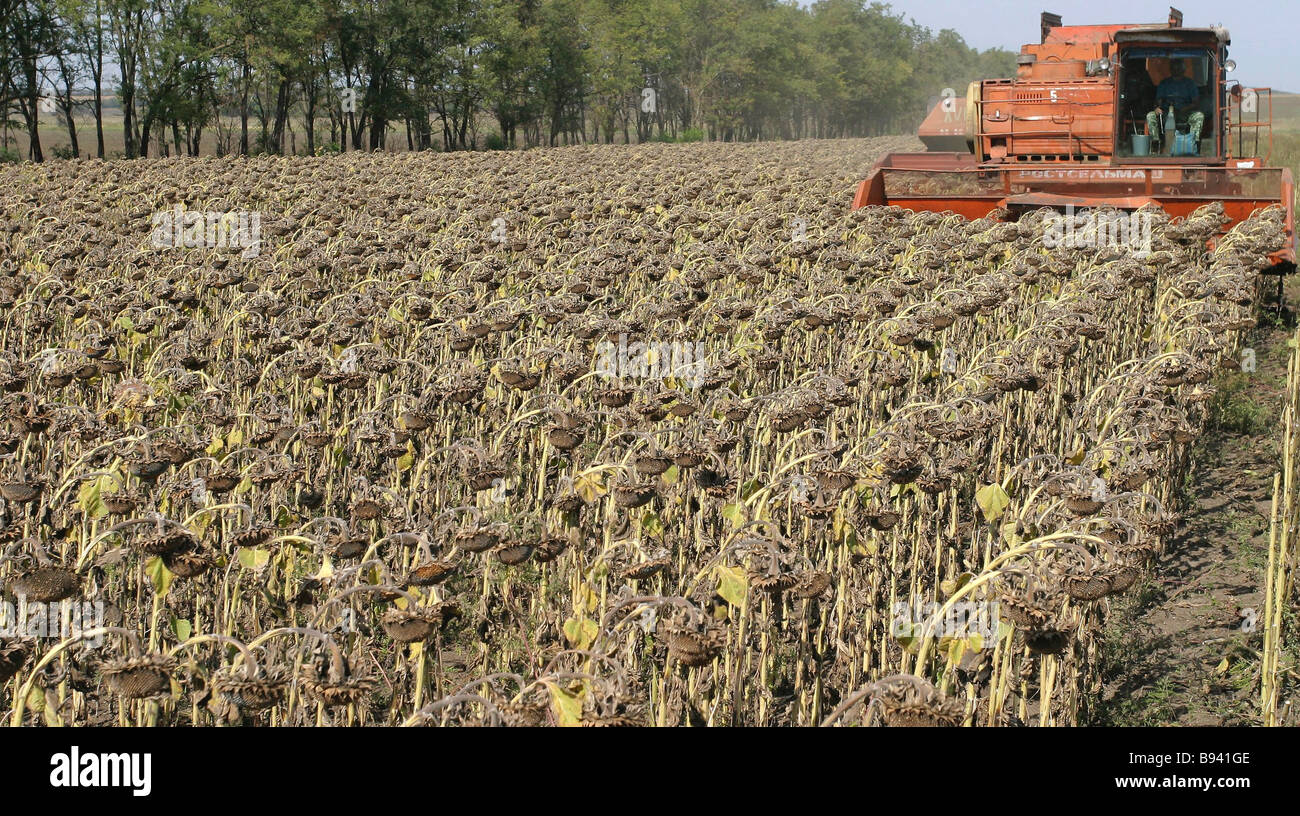 Sunflower harvesting is nearing completion in Azov District Rostov Region Stock Photo