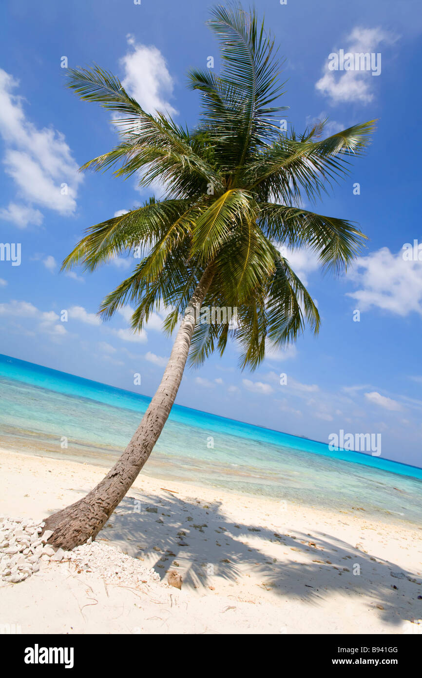 A palm tree on a tropical island with crystal clear turquoise sea, blue sky, white clouds and white sand Stock Photo