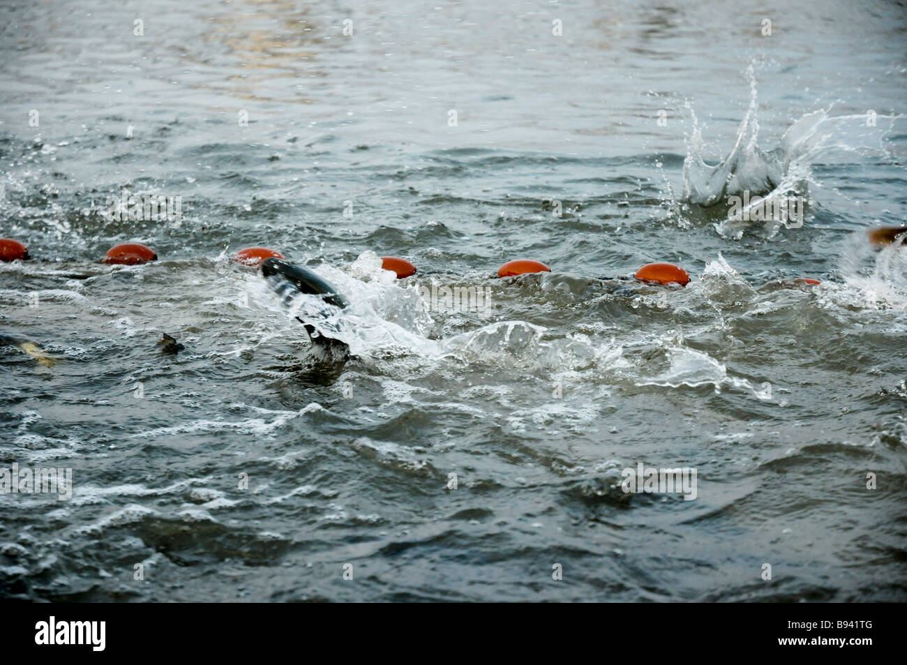 Harvesting fish from an intensive growing pool of Red Drum Sciaenops ocellatus Spreading the net and herding the fish Stock Photo