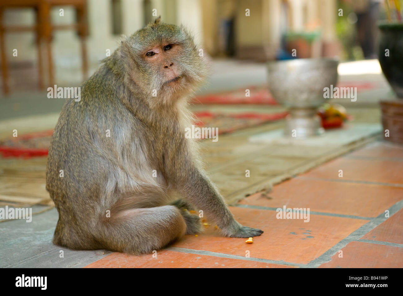 Monkey Photographed at Wat Moha Montrei Phnom Penh Cambodia Stock Photo