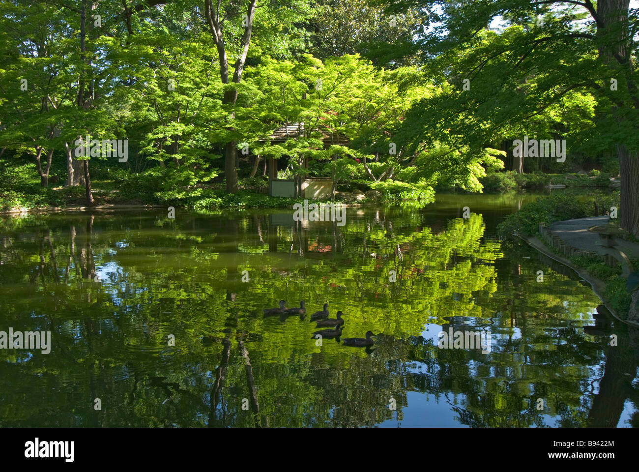 Texas Fort Worth Botanic Garden Japanese Garden Stock Photo - Alamy