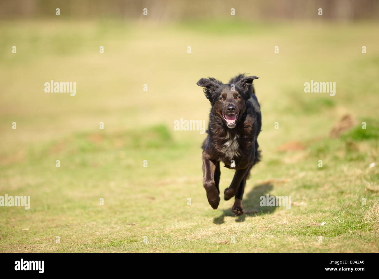 Black collie / Alsatian cross dog running with ears perked up and panting outside in sunshine Stock Photo