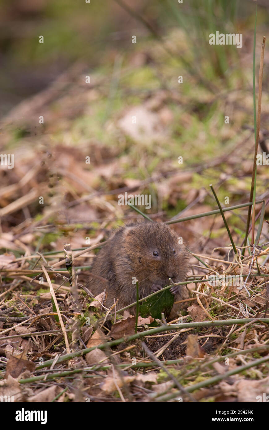 Water Vole Stock Photo