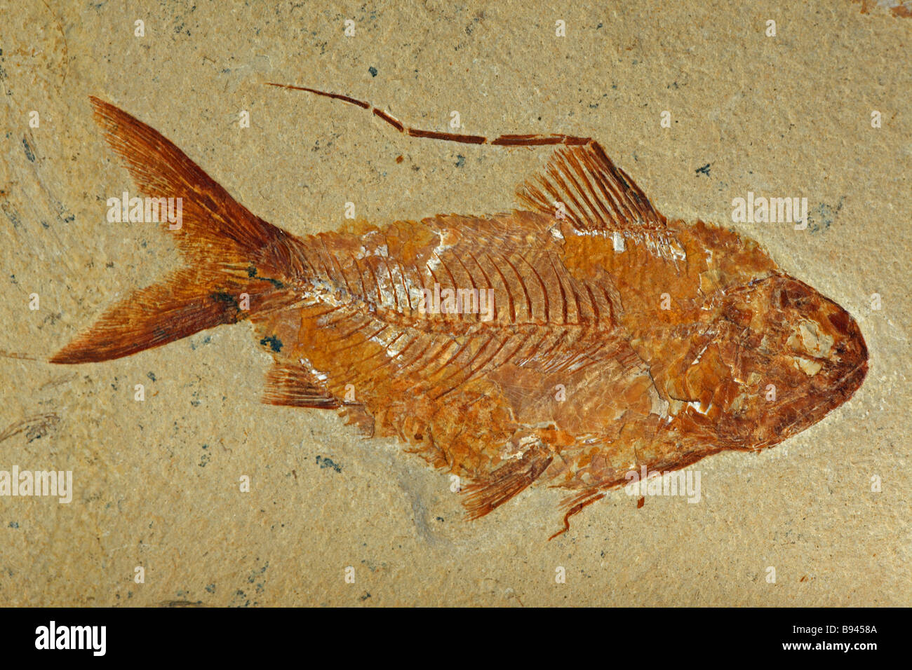 Fossil Fish (Nematonotus longispinus) Cretaceous - Lebanon Stock Photo