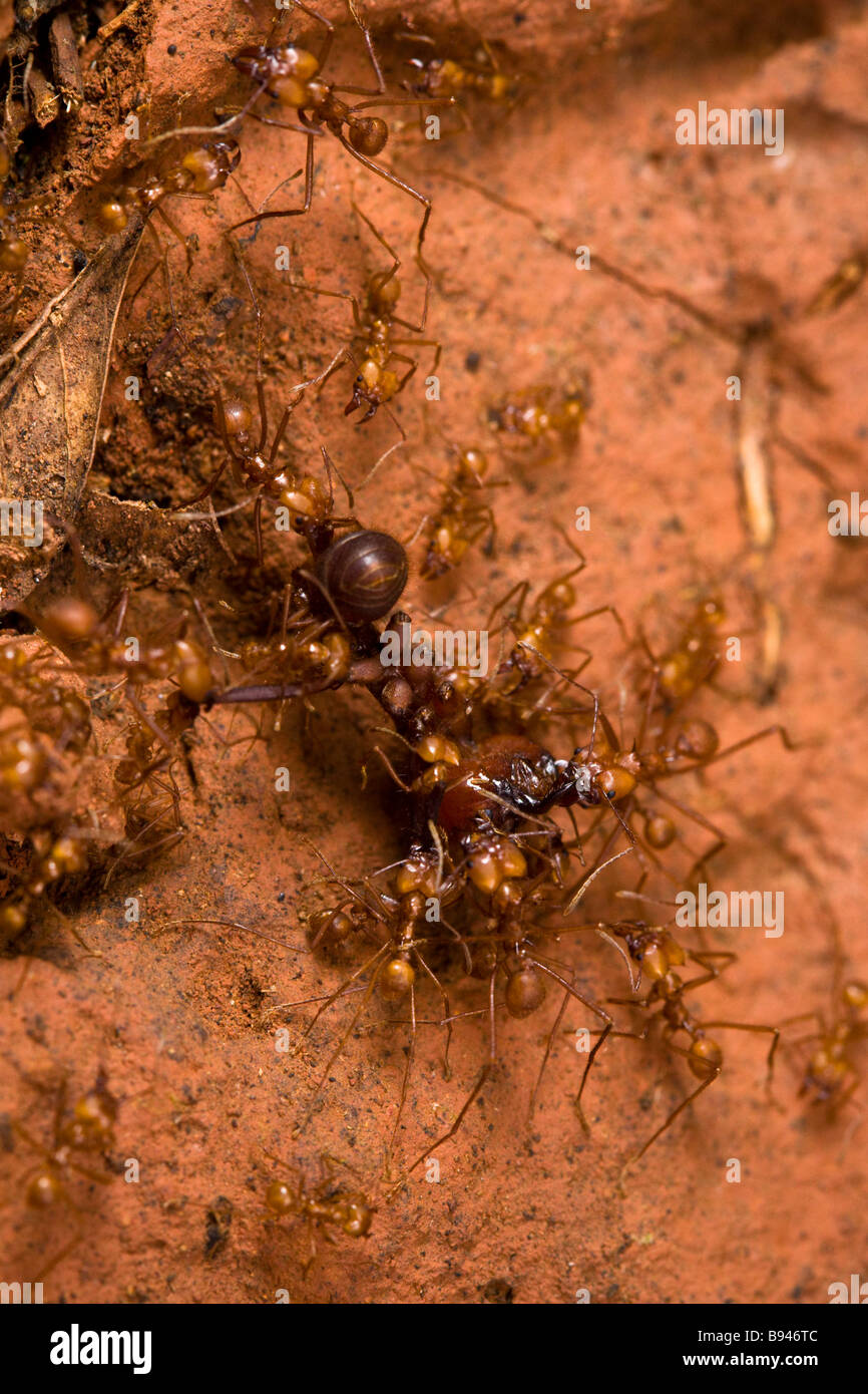 Army ants attacking a larger ant species, Osa Peninsula, Puntarenas Province, Costa Rica. Stock Photo