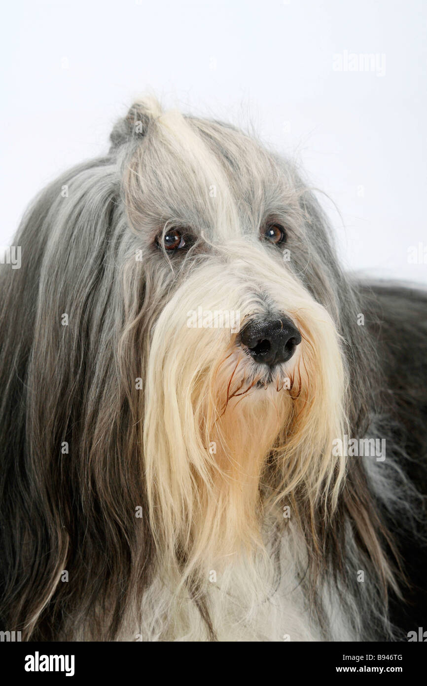 Bearded Collie 11 years old Stock Photo