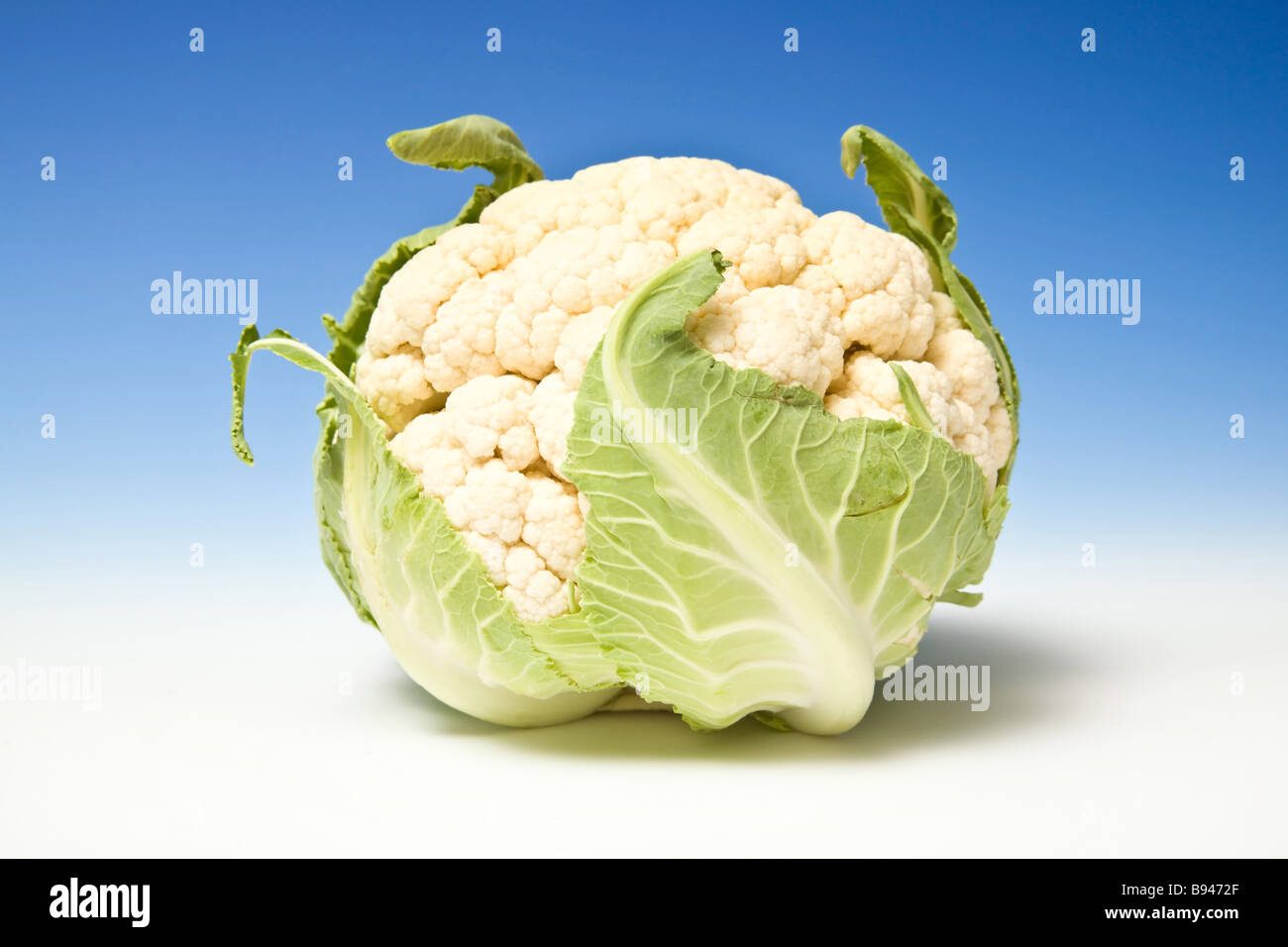 Whole cauliflower on a blue studio background. Stock Photo