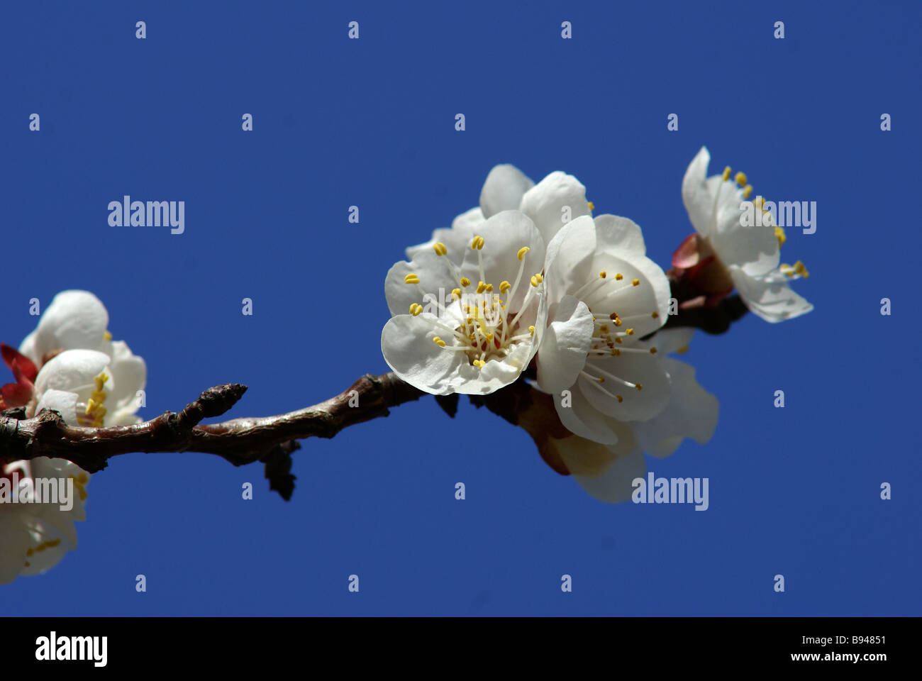 apricot blossom Stock Photo
