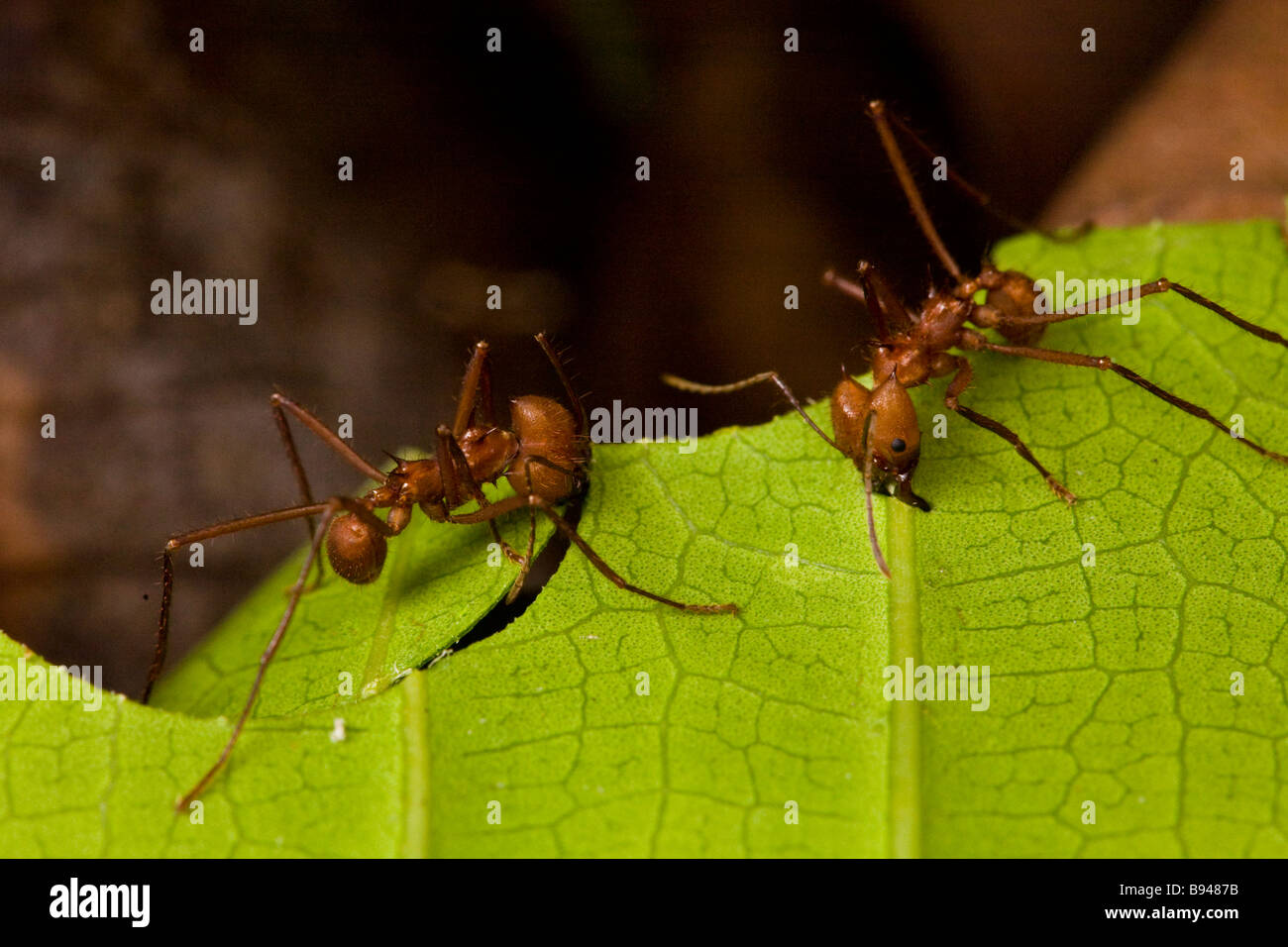 Leafcutter ants (Atta cephalotes) cutting leaf fragments in the Osa Peninsula, southern Costa Rica. Stock Photo