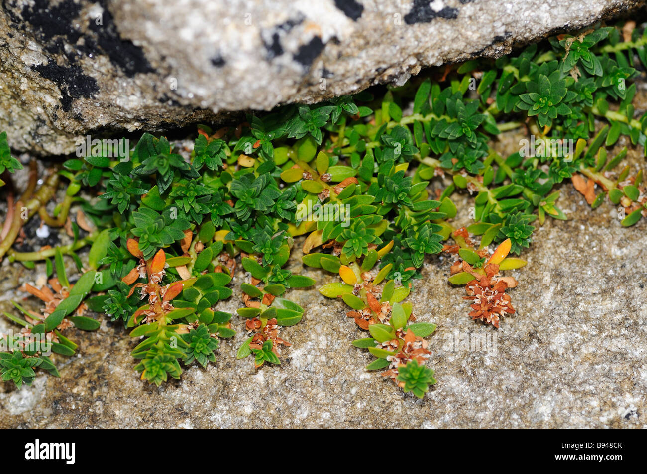 Sandwort growing in a crack between two rocks Stock Photo