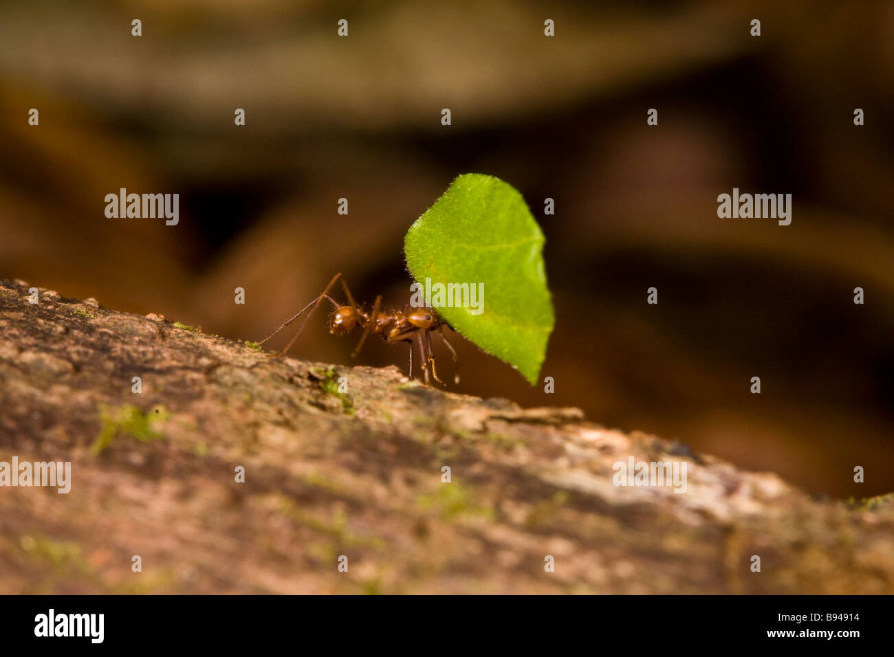 Leaf-cutter ant (Atta cephalotes) carrying a leaf fragment in the Osa Peninsula,southern Costa Rica. Stock Photo