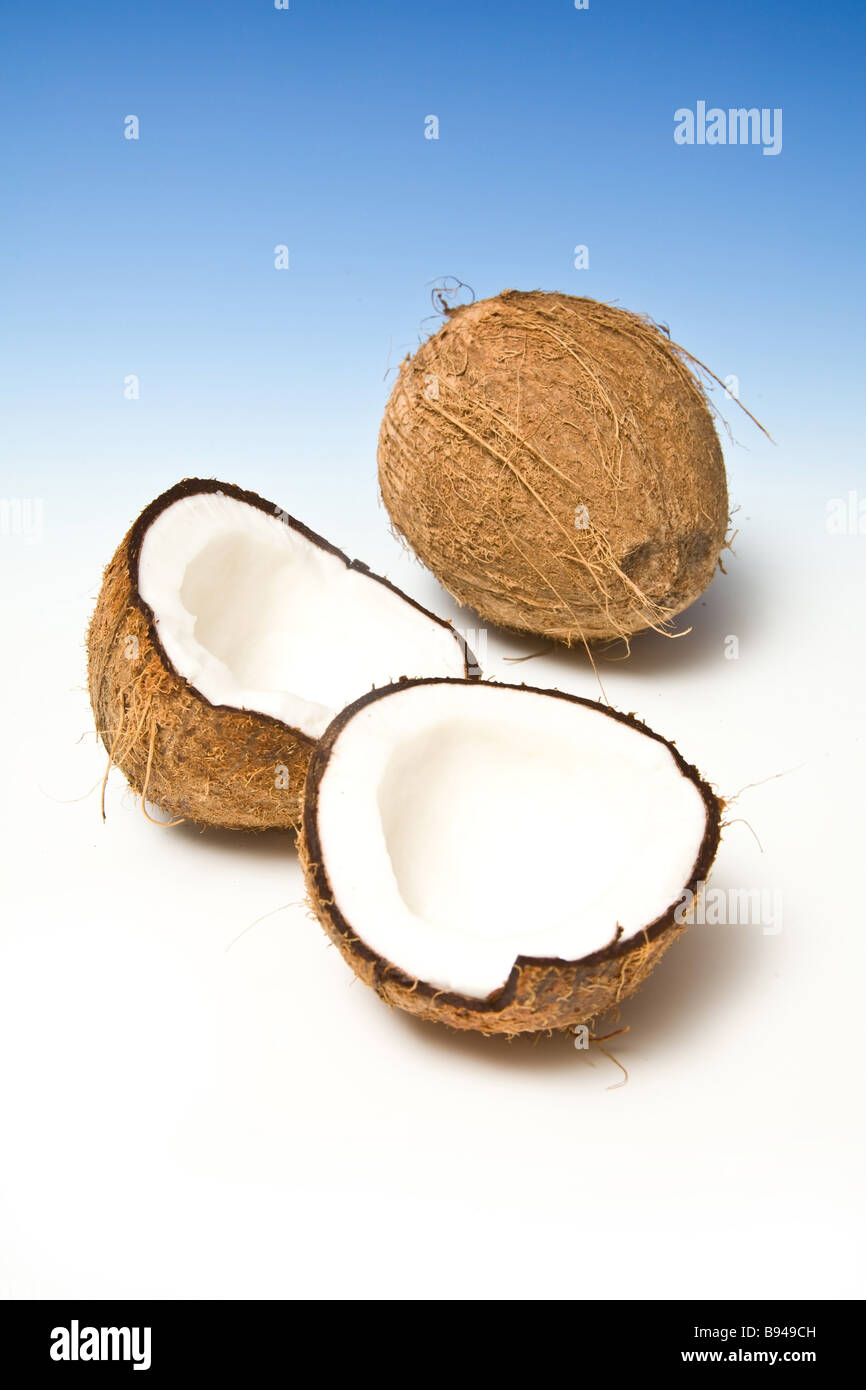 Coconut on a graduated blue studio background. Stock Photo
