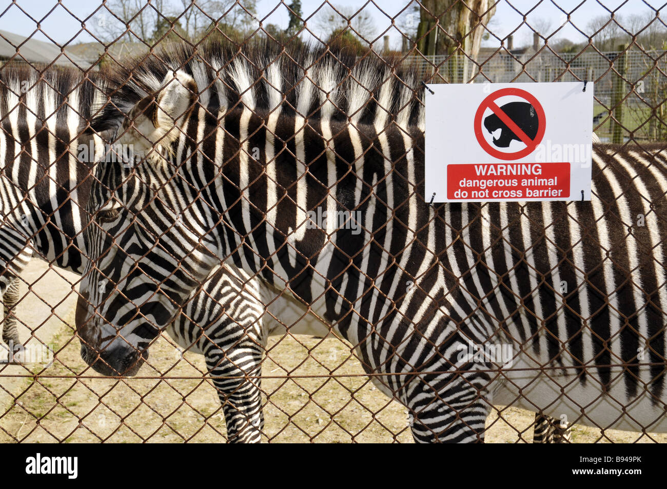 Zebra Zoo Captive Animal Cage Stock Photo