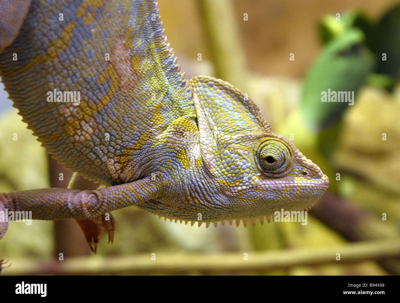 Chameleon Lizard Colour Change Reptile Stock Photo