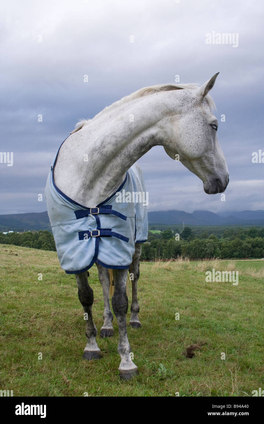 Grey / White horse head turned ears forward full body Stock Photo