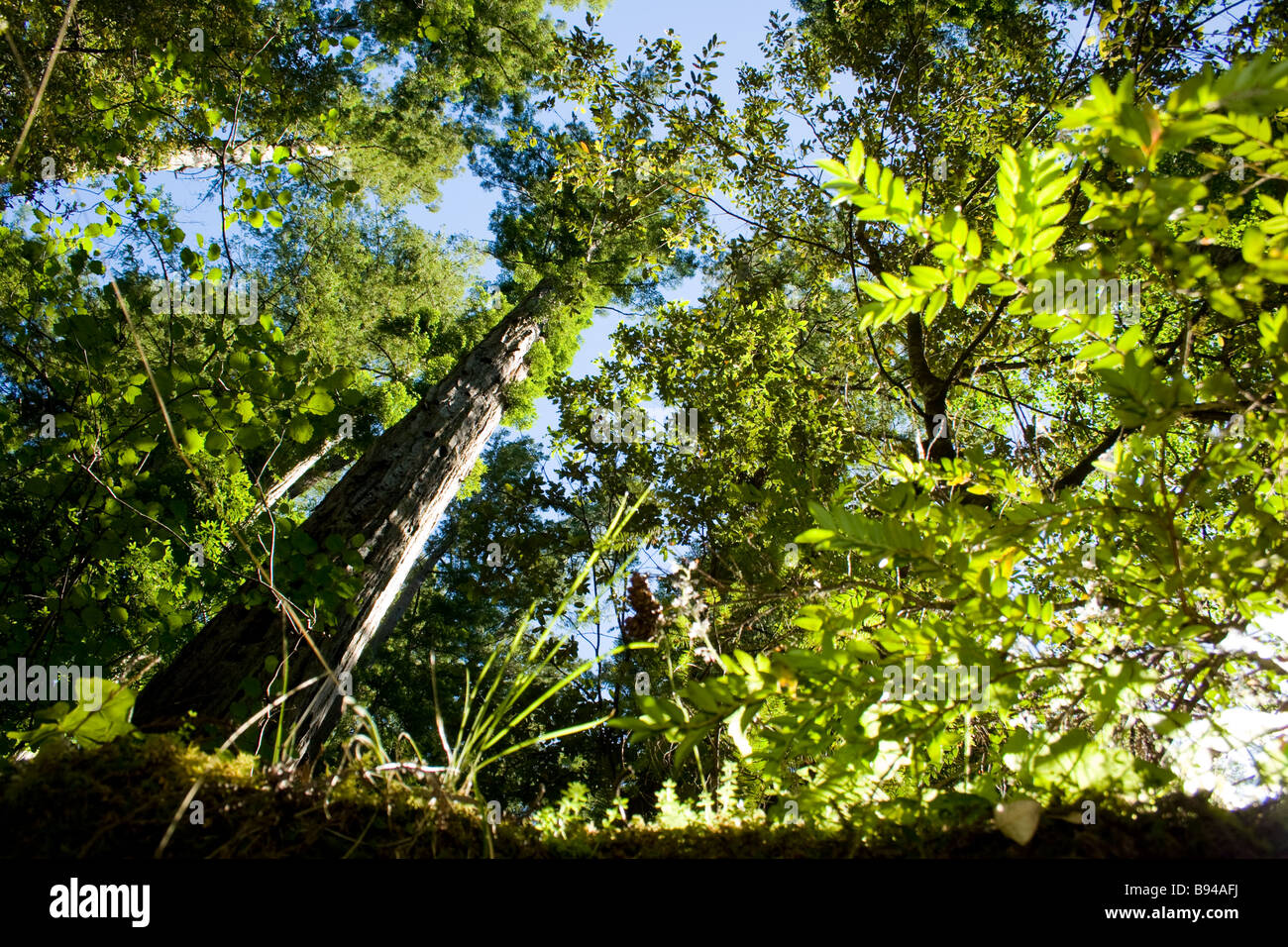 Canopy looking hi-res stock photography and images - Alamy