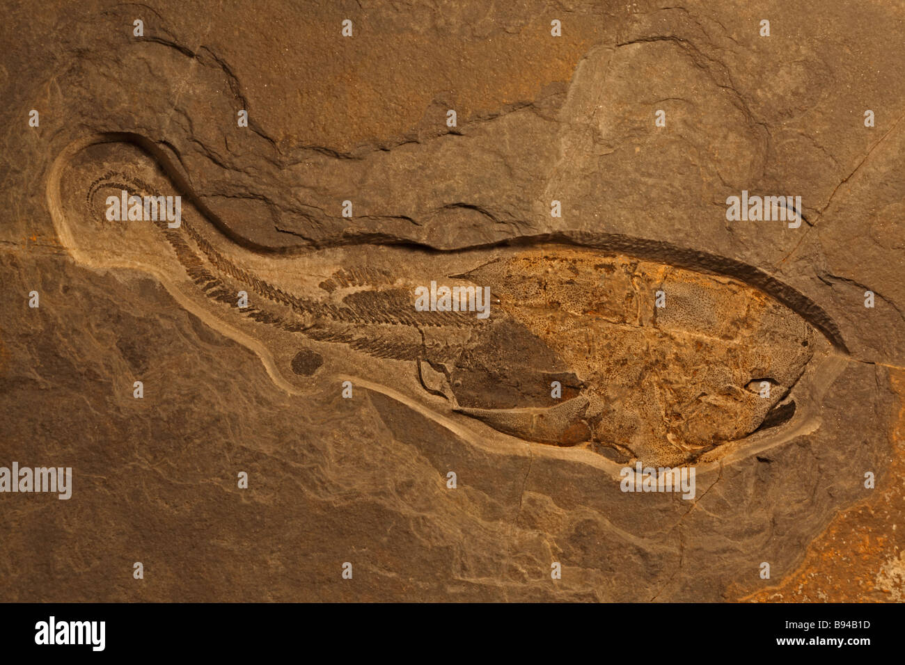 Fossil Fish [Pterichthodes milleri] Mid-Devonian - Caithness Scotland - Placoderm Stock Photo