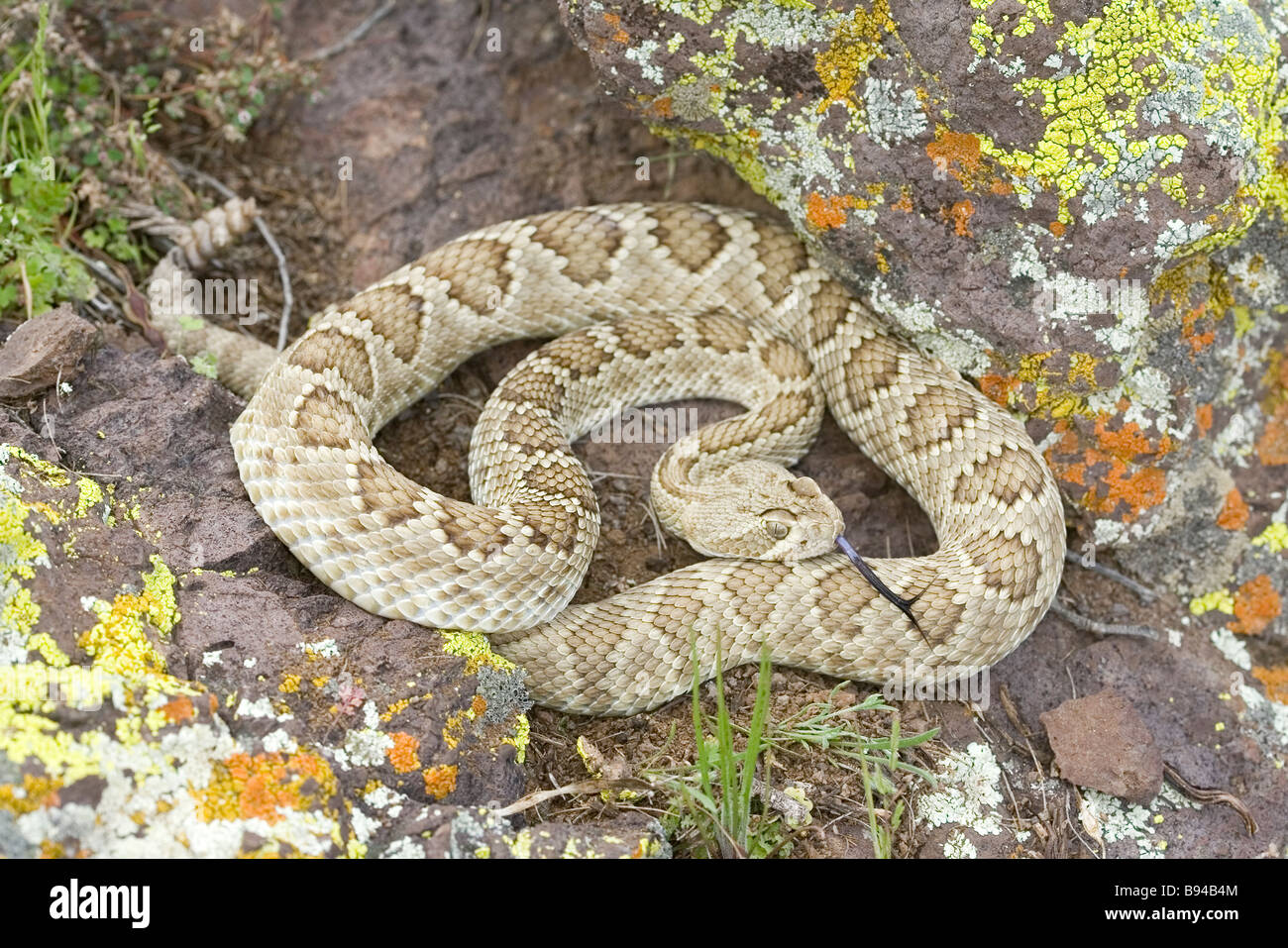 Mohave Rattlesnake Stock Photo