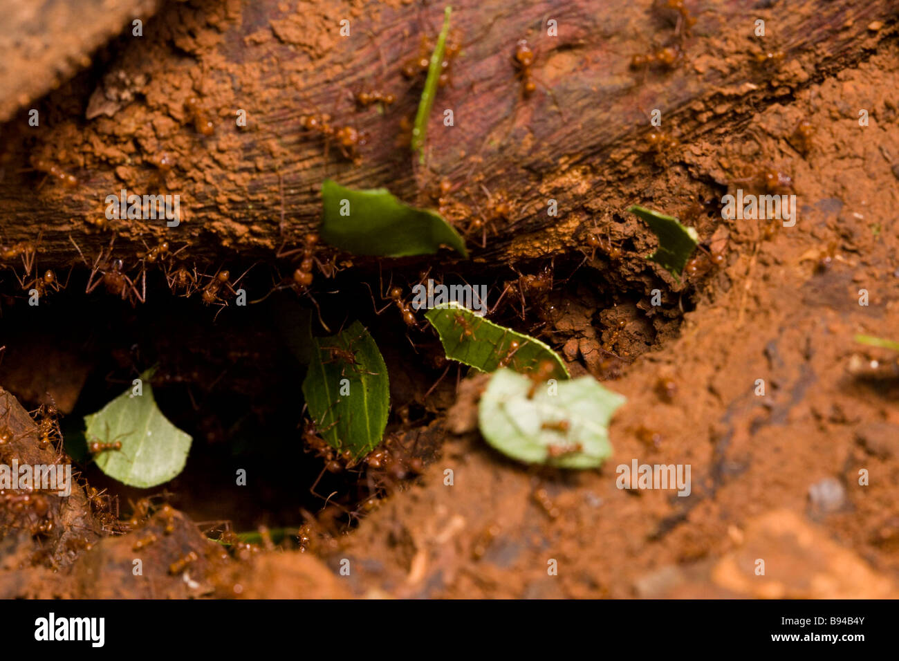 Leaf-cutter ants (Atta cephalotes) carrying leaf fragments into their nest in the Osa Peninsula, Costa Rica. Stock Photo