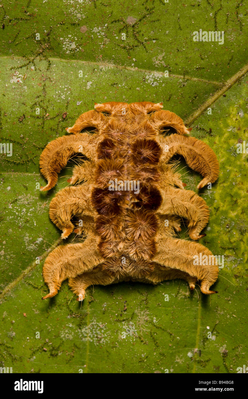 Strange Costa Rican caterpillar the Monkey slug a hag moth larva (Phobetron hipparchia) in the Osa Peninsula, Costa Rica. Stock Photo