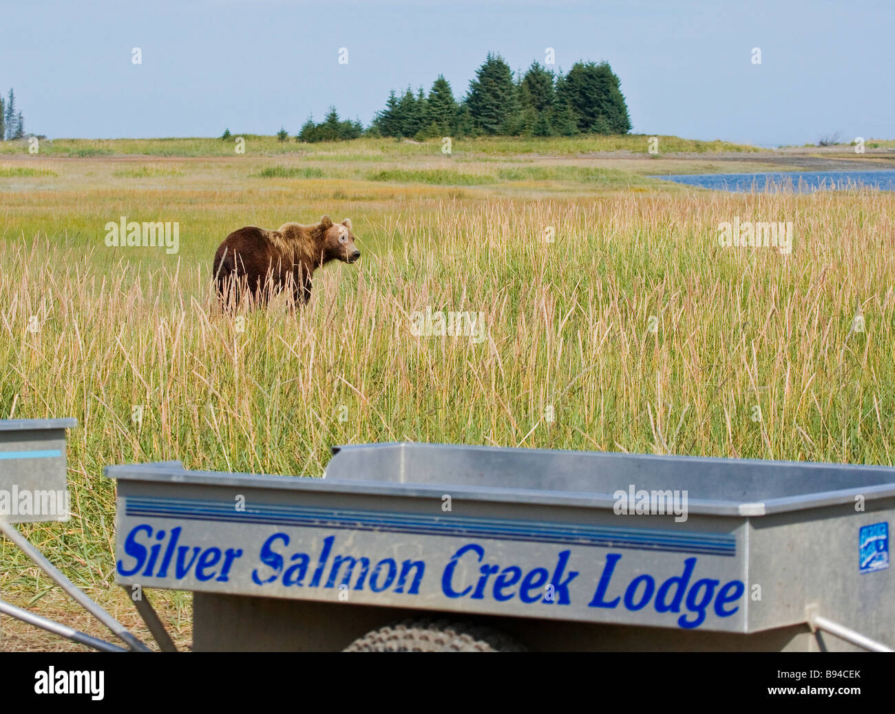 A coastal grizzly bear making its way through the sedge grass to the beach at Silver Salmon Lodge. Stock Photo