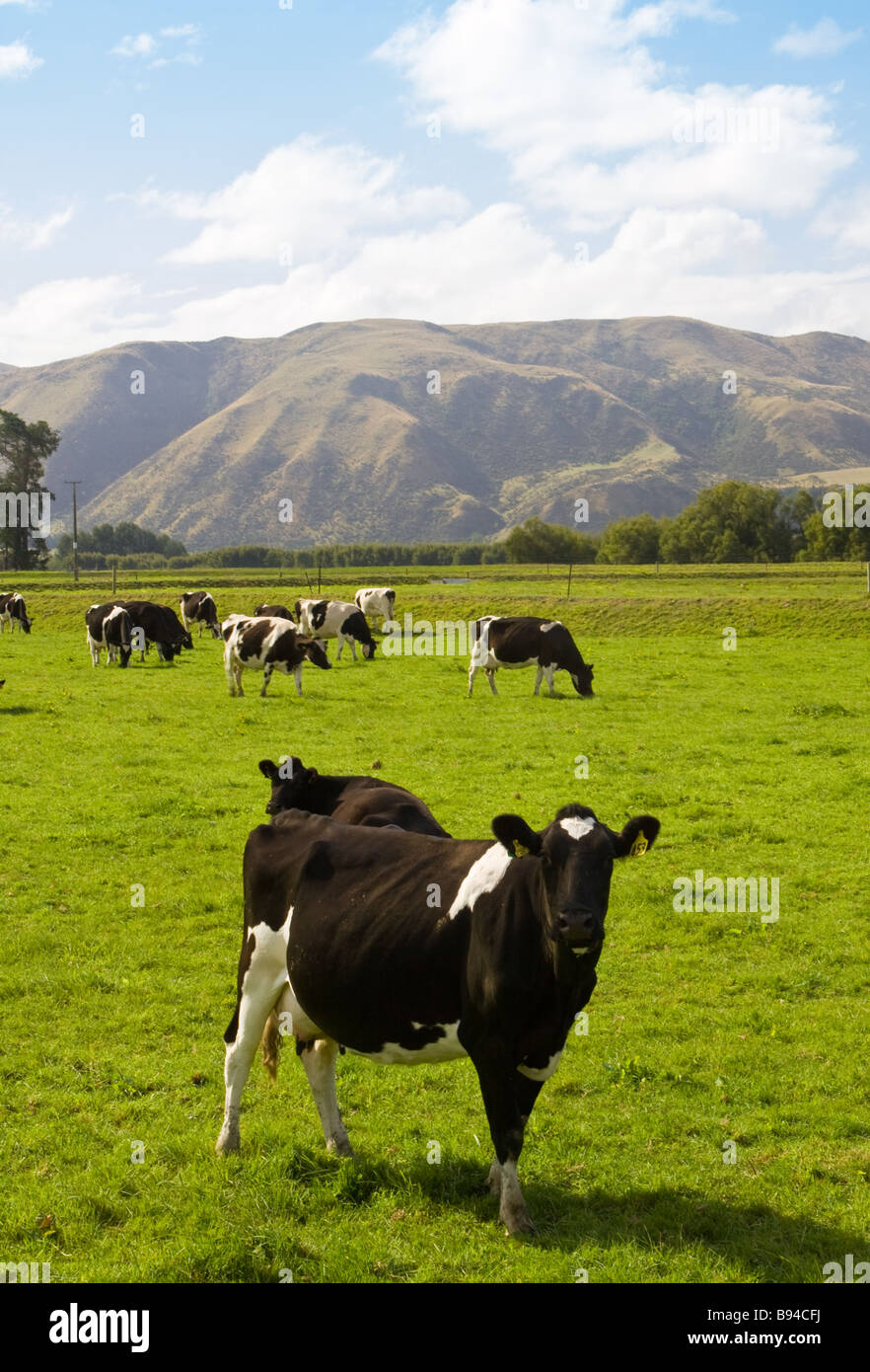 Fresian Dairy Cow South Island New Zealand Stock Photo Alamy