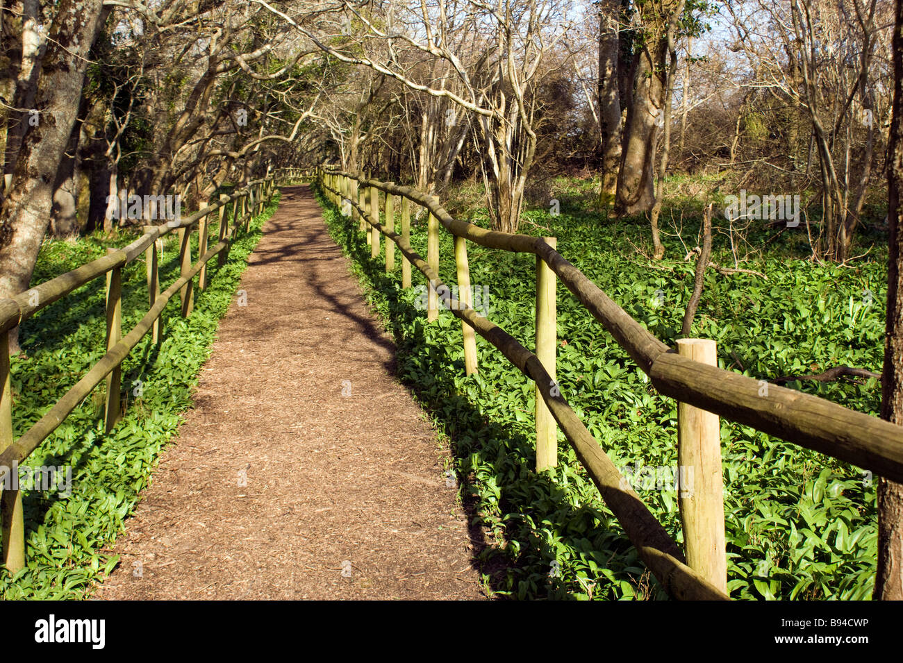 Woodland path trees hi-res stock photography and images - Alamy