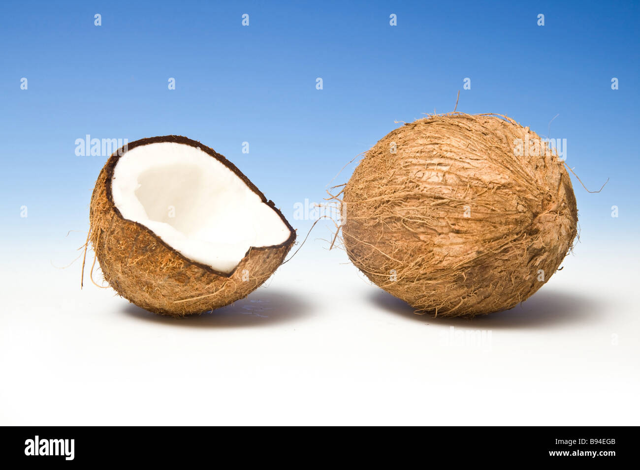 Coconuts on a graduated blue studio background Stock Photo