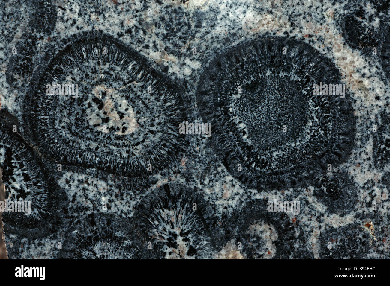 Orbicular Granite - Mt Magnet - Western Australia - Pre-Cambrian Stock Photo