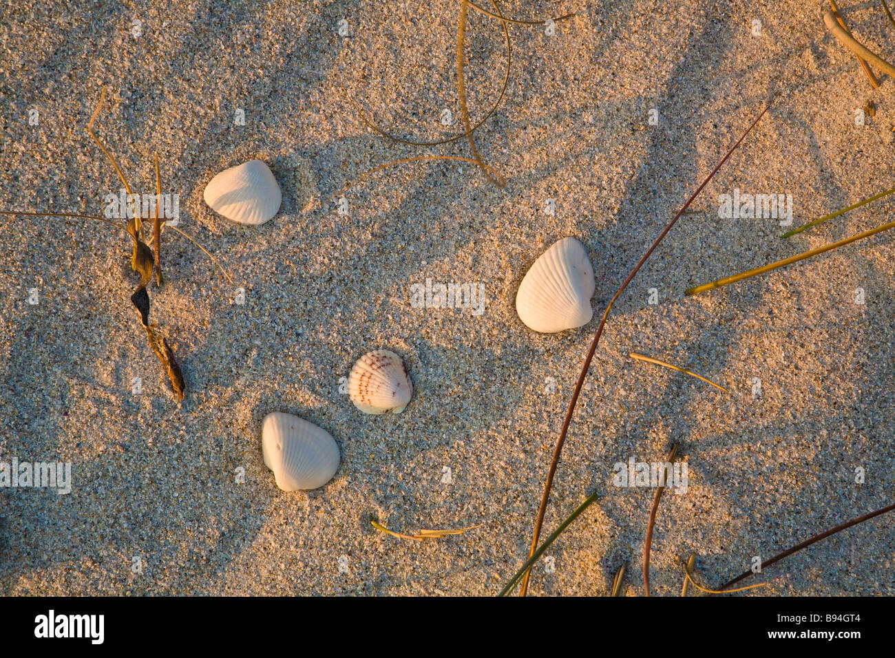 Shells lit by sunset light on the beach in Florida Stock Photo