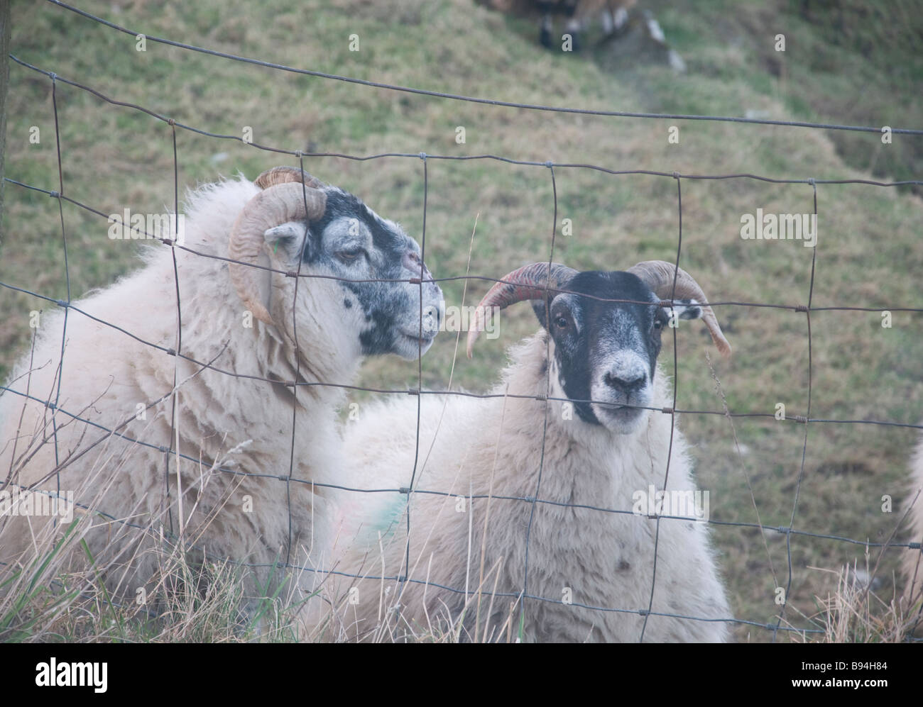 sheep grassing  on field Stock Photo