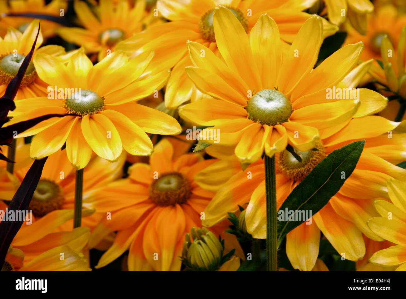 Close-up of a bunch of yellow daisy flowers Stock Photo