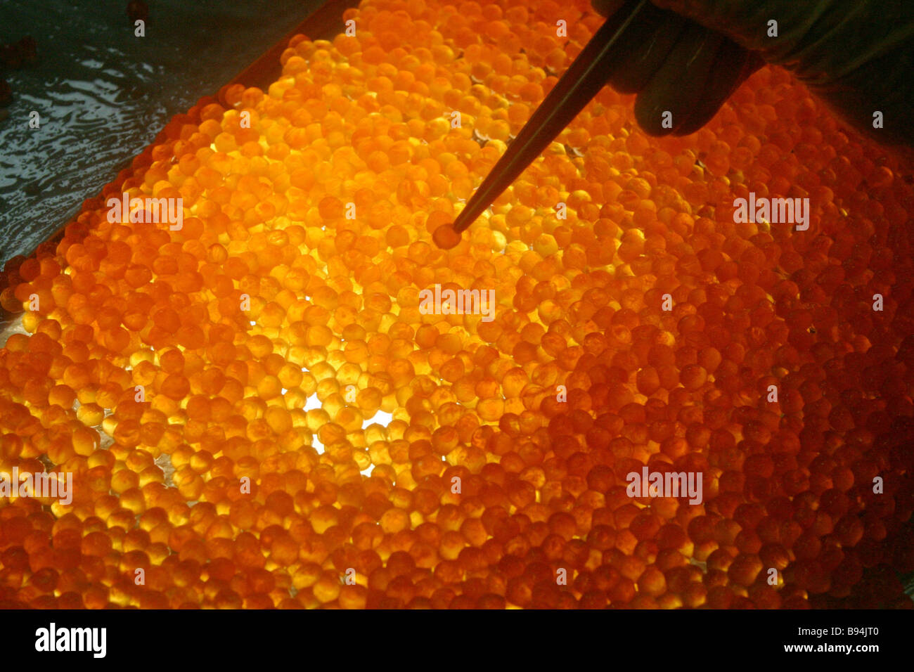 Manual screening of salmon roe and its separation from extraneous impurities at ZAO Gidrostroi s Yasny Fish Factory The Kitovy Stock Photo