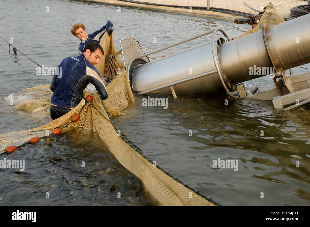 Harvesting fish from an intensive growing pool of Red Drum Sciaenops