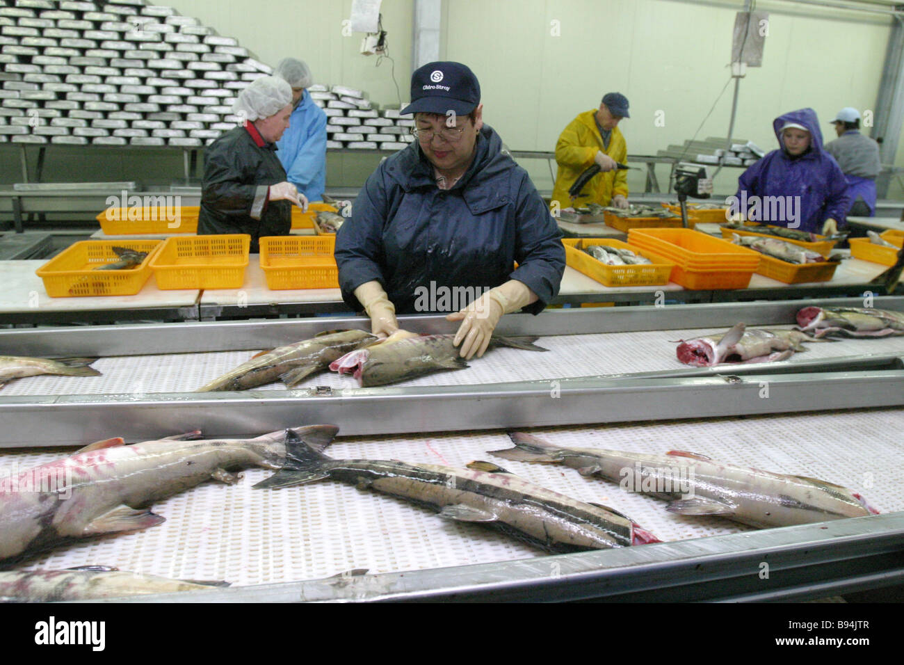 Fish Processing Plant High Resolution Stock Photography and Images Alamy