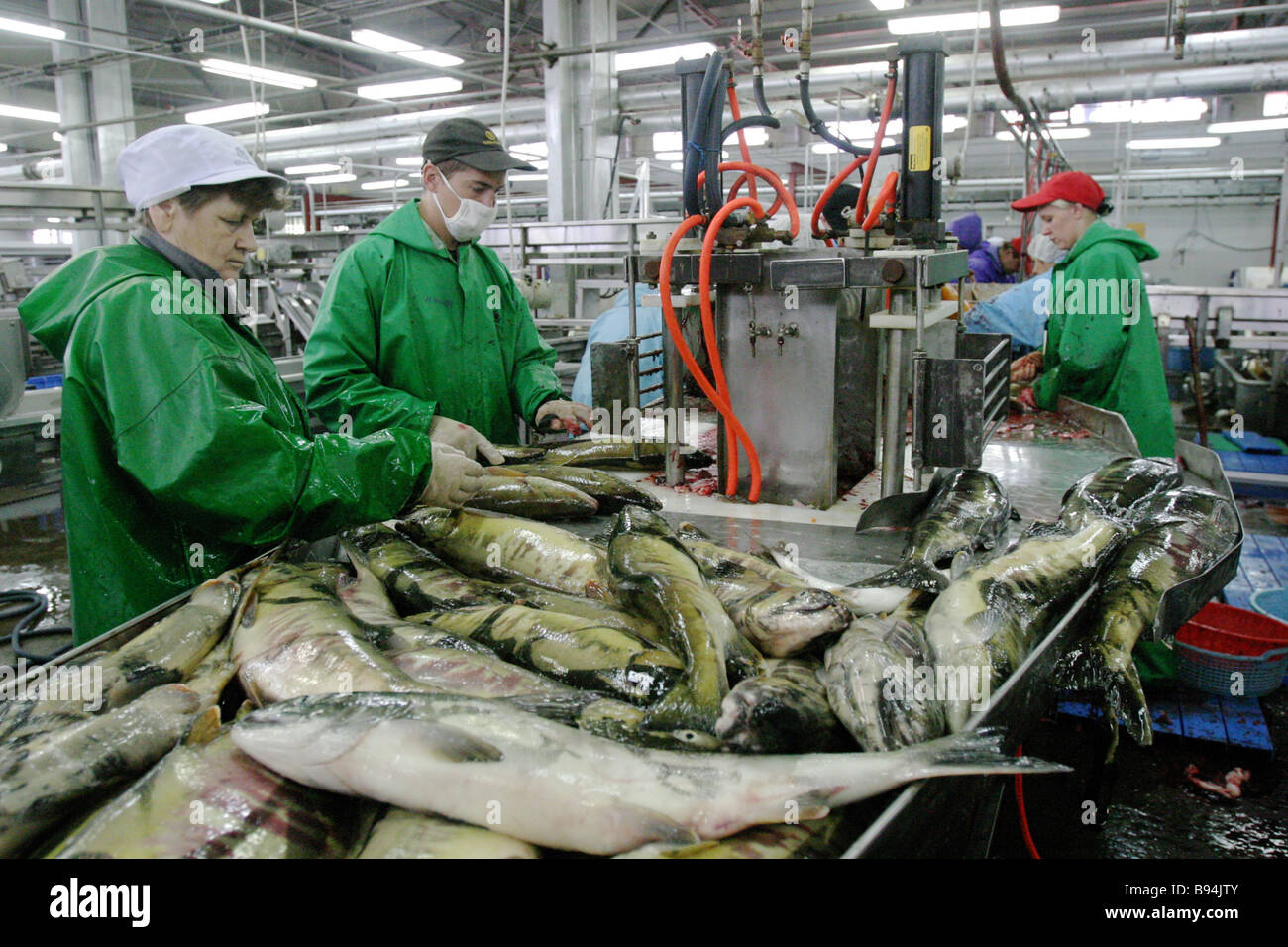 A salmon processing shop at the Yasny fish processing plant of ZAO