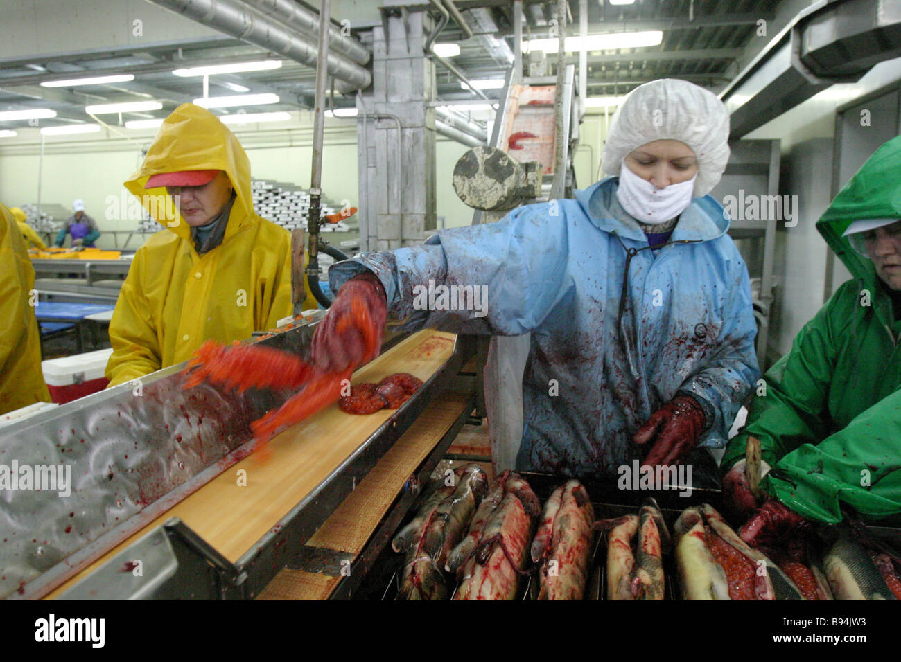 Salmon roe extraction at ZAO Gidrostroi s Yasny Fish Factory The Kitovy ...