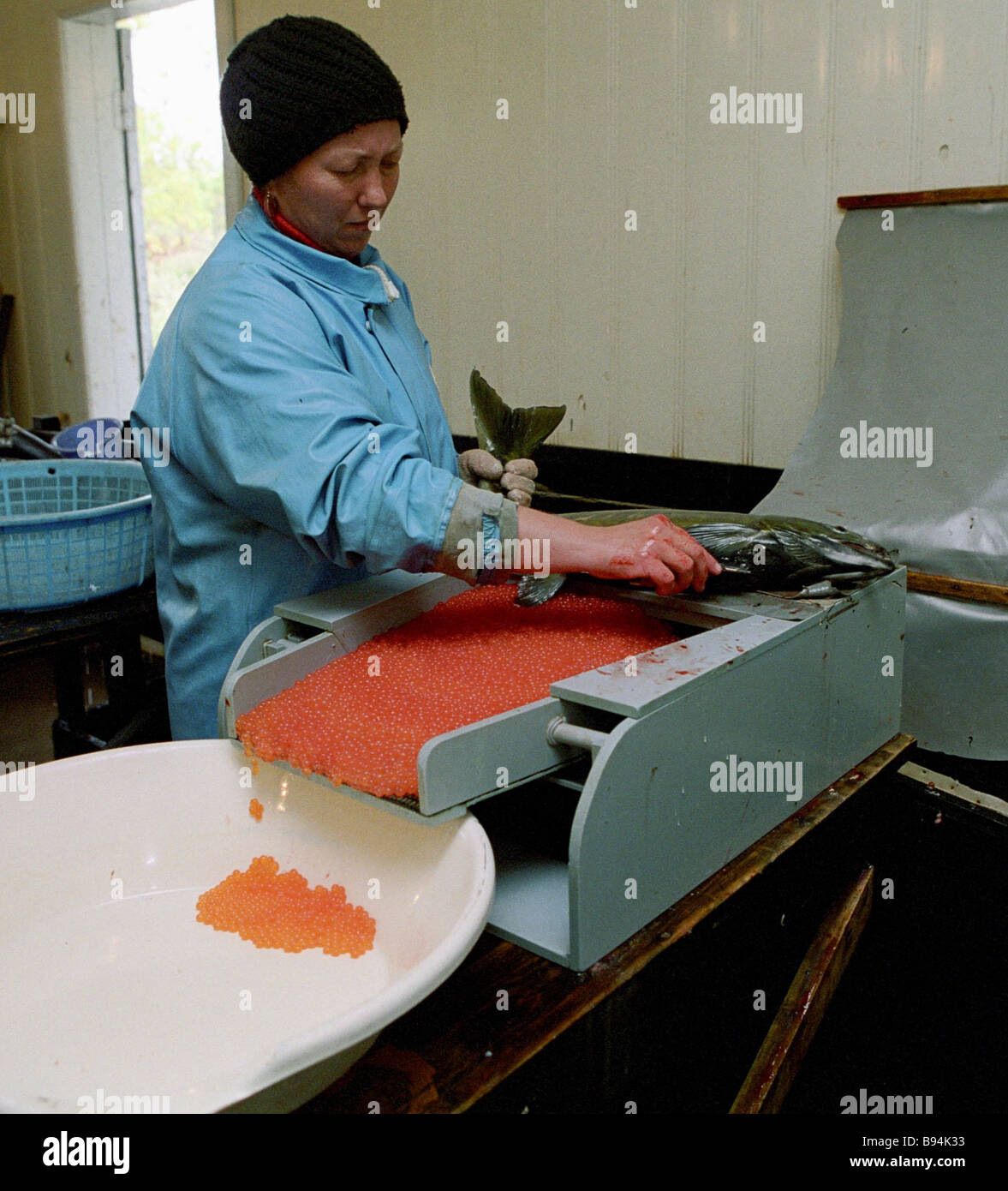 Removing salmon roe from fish in the Reidovy hatchery of ZAO Gidrostroi ...