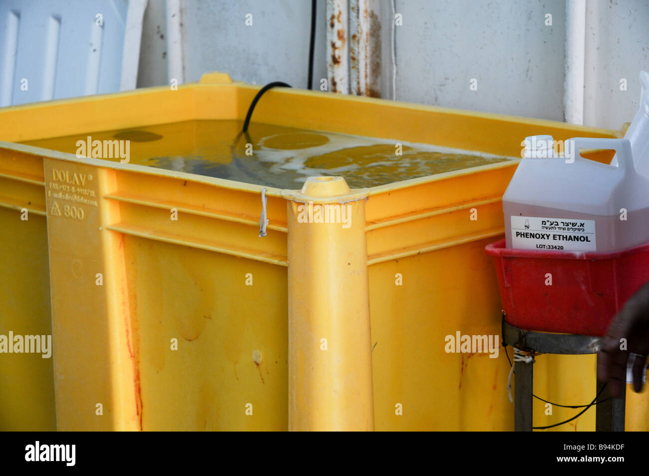 Israel Coastal Plains Kibbutz Maagan Michael a water container with a sedative to tranquillize the fish before treatment Stock Photo