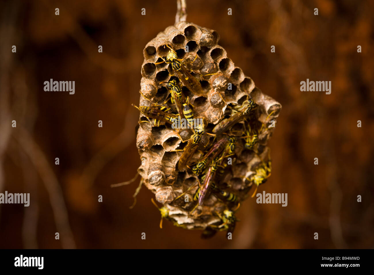 Paper wasp (Polistinae) nest in the rainforest of the Osa Peninsula, Costa Rica. Stock Photo