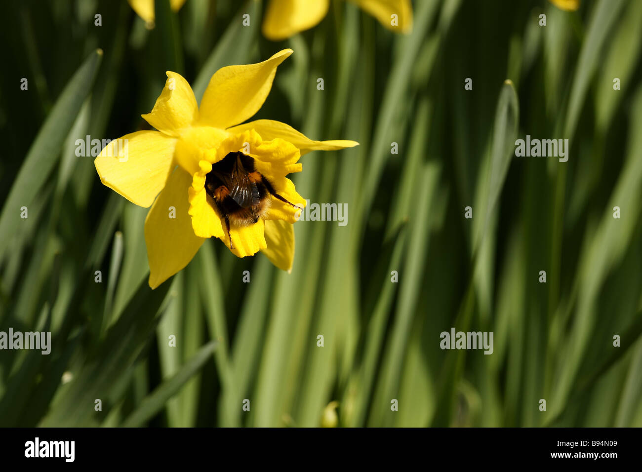 Bee in a Daffodil Stock Photo Alamy